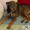 Bobby - fast 2 jähriger sucht dich