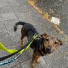 Bobby - fast 2 jähriger sucht dich