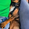 Bobby - fast 2 jähriger sucht dich