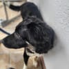 Carla - ländliches Zuhause gesucht