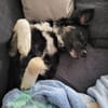 Carla - ländliches Zuhause gesucht