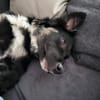 Carla - ländliches Zuhause gesucht