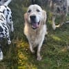 Arko sucht sein Körbchen