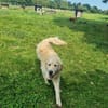 Arko sucht sein Körbchen
