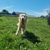 Arko sucht sein Körbchen