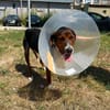 Hero, lieber Handicap Hund