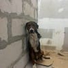Hero, lieber Handicap Hund