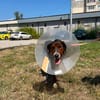 Hero, lieber Handicap Hund