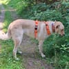 Arturo - großer Hund, großes Herz...