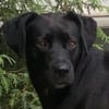 Kuma ein freundliches Mädchen