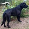 Kuma ein freundliches Mädchen