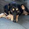 Hundemädchen Juna sucht ihre Familie!