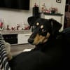 Hundemädchen Juna sucht ihre Familie!