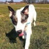 Pflegehund Amani sucht engagierte Menschen