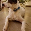Pflegehund Amani sucht engagierte Menschen