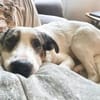 Pflegehund Amani sucht engagierte Menschen