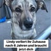DRINGEND Lindy verliert nach 6 Jahren ihr Zuhause