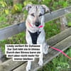 DRINGEND Lindy verliert nach 6 Jahren ihr Zuhause