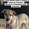DRINGEND Lindy verliert nach 6 Jahren ihr Zuhause