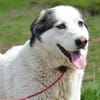 Treue Seele Terence sucht ein Zuhause