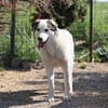 Treue Seele Terence sucht ein Zuhause