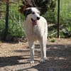 Treue Seele Terence sucht ein Zuhause