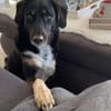 Rüde Filou sucht engagierte Menschen