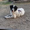 Liebenswerter Lenny sucht Familie
