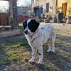 Liebenswerter Lenny sucht Familie