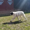 Liebenswerter Lenny sucht Familie