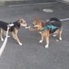 Leevi - süsser Senior sucht