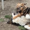 neugieriger & fröhlicher Junghund BRÖSEL