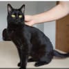 Ozzy - eleganter, verschmuster, schwarzer Kater
