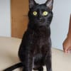 Ozzy - eleganter, verschmuster, schwarzer Kater