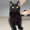 Ozzy - eleganter, verschmuster, schwarzer Kater