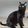 Ozzy - eleganter, verschmuster, schwarzer Kater