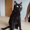 Ozzy - eleganter, verschmuster, schwarzer Kater