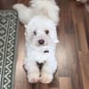 Unerfahrener Malteser Bubi wartet in 30519 Hannover.