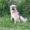 Velina