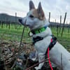 DRINGEND. Misshandelter Finley sucht Paten!
