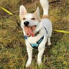 DRINGEND. Misshandelter Finley sucht Paten!