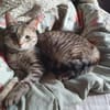 Skittles  offene Schmusekatze