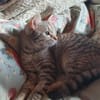 Skittles  offene Schmusekatze