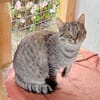Skittles  offene Schmusekatze