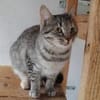 Skittles  offene Schmusekatze