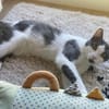Zuckersüße Pioggia sucht Zuhause