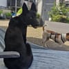 Soley💕wartet in 51469 Bergisch-Gladbach