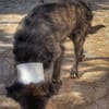 Wooly- sucht dringend erfahrenes Zuhause