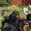 Wooly- sucht dringend erfahrenes Zuhause