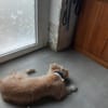 Sanfte Sissy sucht ein liebevolles Zuhause zum Ankommen